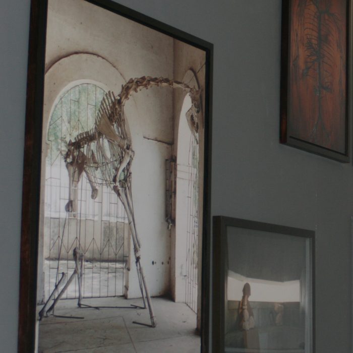A photo of giraffe skeleton